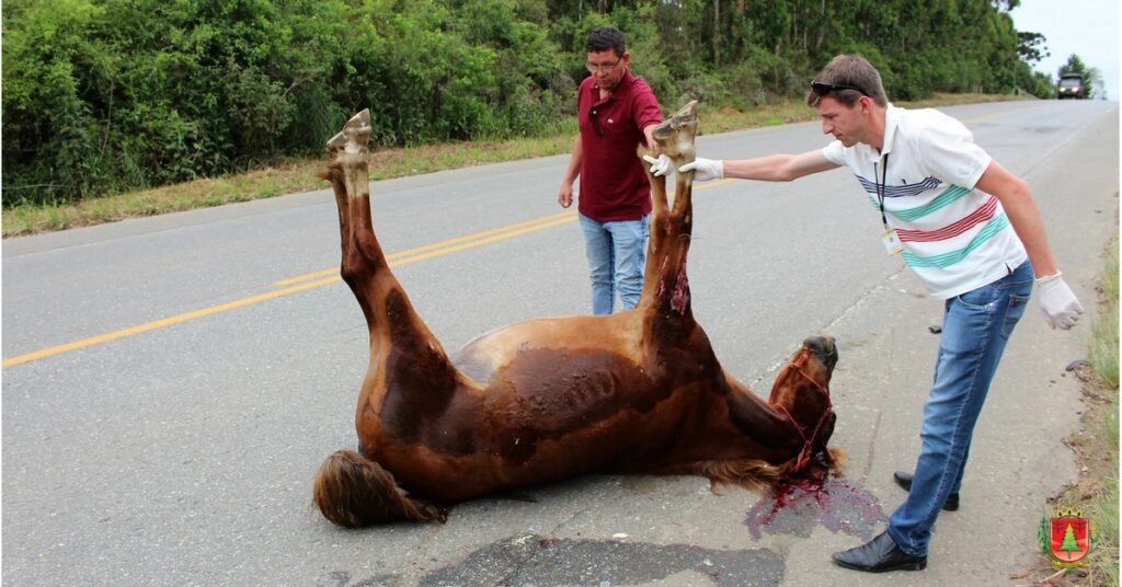 Cavalo morto atropelado reforça importância do recolhimento de animais soltos